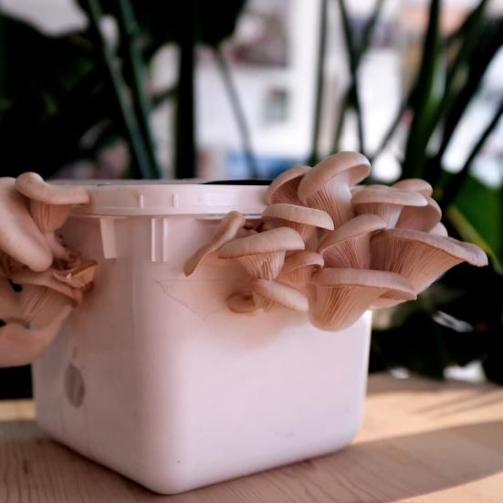 Isbøtte i plast, hvor der gror østerhatte ud af huller i siderne